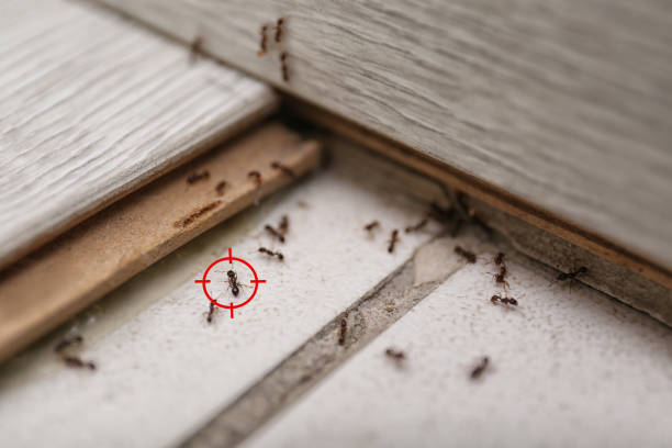 Best Commercial Pest Control Services  in Solomons, MD