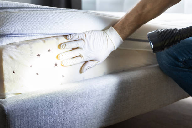 Best Pest Inspection Near Me  in Solomons, MD