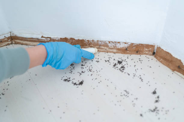 Best Termite Control Services  in Solomons, MD